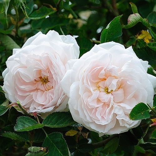 Shop - Rosa Ännchen von Tharau - weiß - alba rosen  - diskret duftend - Rudolf Geschwind - Sie trägt ihre stark gefüllten Blüten in kleineren Gruppen im Frühling oder im Frühsommer.